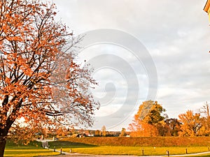 A large beautiful natural tree with a thick trunk sweeping branches, red and yellow fallen autumn leaves. Autumn landscape