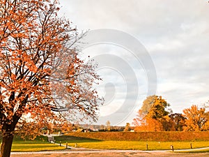 A large beautiful natural tree with a thick trunk sweeping branches, red and yellow fallen autumn leaves. Autumn landscape