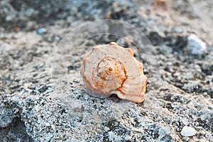 Large beautiful ocean seashell on rocks stone outside in nature, toned instagram filter closeup macro