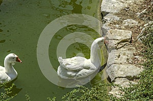 A large, beautiful pair of white geese swims in a pond by the coast, lined with rough stones.