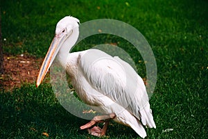 A large beautiful pelican standing on green grass