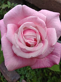Large Beautiful Pink Rose