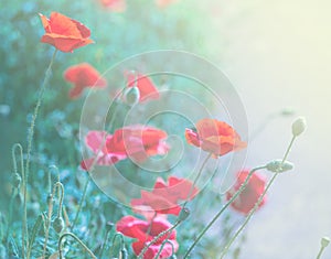 Large beautiful red poppy buds on green background of grass and