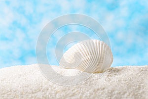 Large beautiful sea shell with white sand blue abstract bokeh background