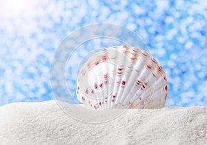 Large beautiful sea shell with white sand blue abstract bokeh reflex background