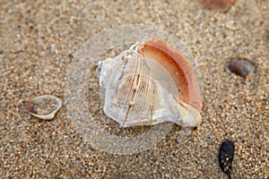 A large beautiful shell on the sandy seashore. Marine inhabitants at the resort. Close-up