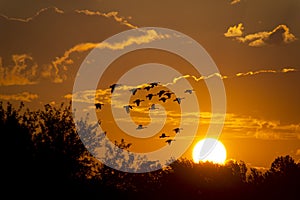 Large beautiful sunrise with birds flying towards the sun