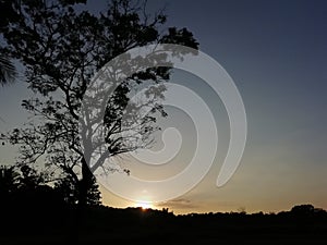 Evining sunlight with tree