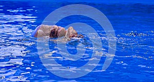 A large beautiful walrus swims in a blue pool with a ball.