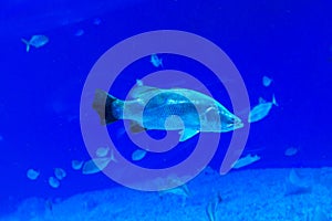 A large beautiful walrus swims in a blue pool with a ball.