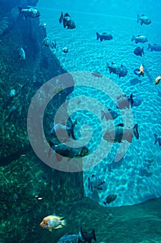 A large beautiful walrus swims in a blue pool with a ball.