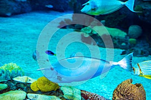 A large beautiful walrus swims in a blue pool with a ball.