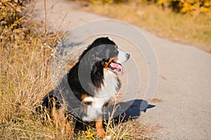 Large beautiful well-groomed dog sitting on the road, breed Berner Sennenhund, against the background of an autumn  forest
