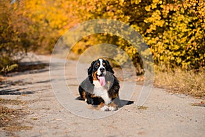 Large beautiful well-groomed dog sitting on the road, breed Berner Sennenhund, against the background of an autumn  forest