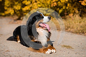 Large beautiful well-groomed dog sitting on the road, breed Berner Sennenhund, against the background of an autumn  forest