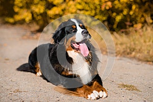 Large beautiful well-groomed dog sitting on the road, breed Berner Sennenhund, against the background of an autumn  forest