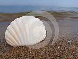 a large beautiful white shell lies on a sandy beach near the sea. summer vacation