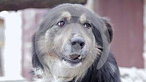 A large beautiful yard non-pedigreed dog sits in the yard, close-up portrait, looks into the camera. Pet tied with a