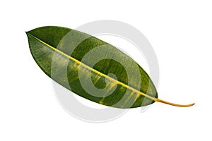 A large beautiful yellow-green leaf isolated on a white background