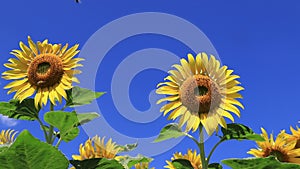 Large beautiful yellow sunflowers are blooming on a farm field. Bees collect pollen on flowers in summer day