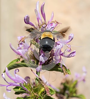 Large bee and bush