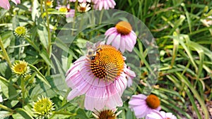 Large bee collecting pollen on flower.