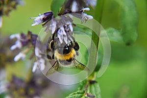 a large bee on a flower next to small purple flowers