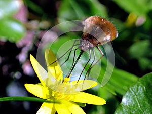 Large bee fly (Bombylius major) photo