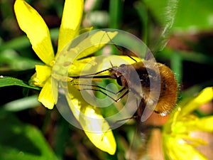 Large bee fly (Bombylius major) photo