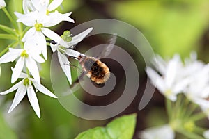 Large bee-fly, Bombylius major