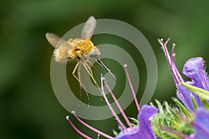 The Large Bee-Fly (Bombylius Major) photo