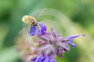 The Large Bee-Fly (Bombylius Major) photo