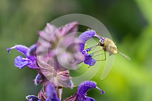 The Large Bee-Fly (Bombylius Major) photo