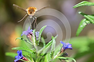 Large Bee Fly Bombylius Major Sucking Nectar photo