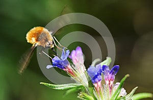 Large Bee Fly Bombylius Major Sucking Nectar photo