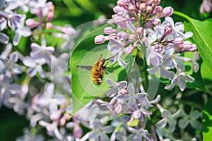 Large bee-fly collecting nectar on blooming lilac