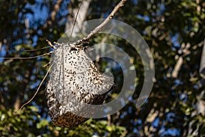 A large bee hive affixed to a tree branch with many insects outside