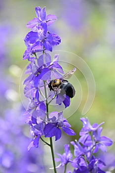 Large Bee Polinating a Purple Delphinium Flower