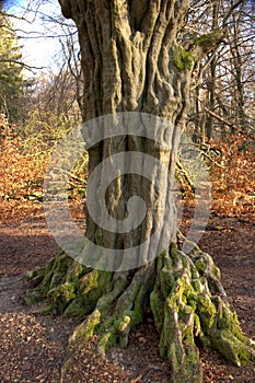 a large beech tree with overgrown moss roots in the Sababurg jungle