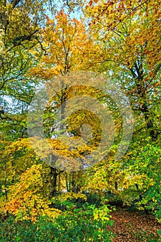 Forest with large beech trees, Fagus sylvatica, during autumn in beautiful warm autumn colours