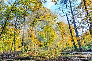 Forest with large beech trees, Fagus sylvatica, during autumn in beautiful warm autumn colours
