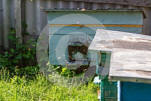 A large beehive with honey bees of the Apidae family stands on the grass in a large apiary photo