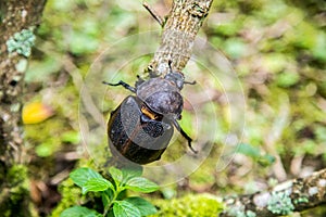 Large beetle on branch