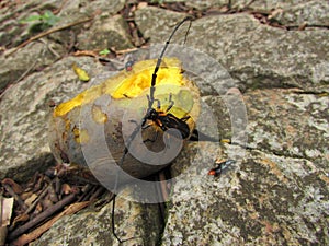 A large beetle with huge antennae eating