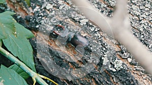 Large beetle Lucanus cervus creeps along the bark of tree.