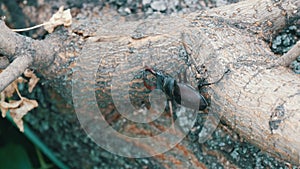 Large beetle Lucanus cervus creeps along the bark of tree.