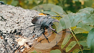 Large beetle Lucanus cervus creeps along the bark of tree.