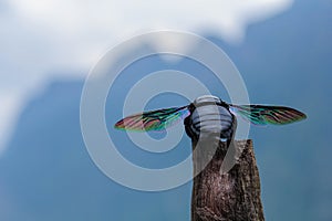 Large beetle with rainbow wings