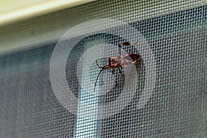 large beetle type bug on window screen