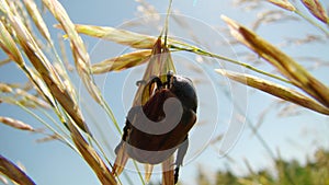 A Large Beetle Under Sun